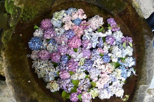 水に浮く花 水に浮く花の写真