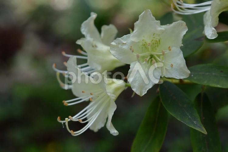 咲き誇る情熱の花 ツツジ(躑躅),花,ツツジ科の植物の写真素材