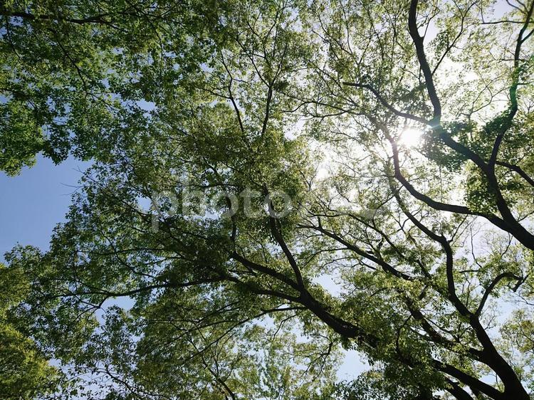 光が差し込む木 自然,太陽,木の写真素材