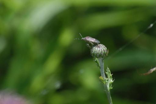 アザミの蕾にカメムシ 虫,カメムシ,蕾の写真素材