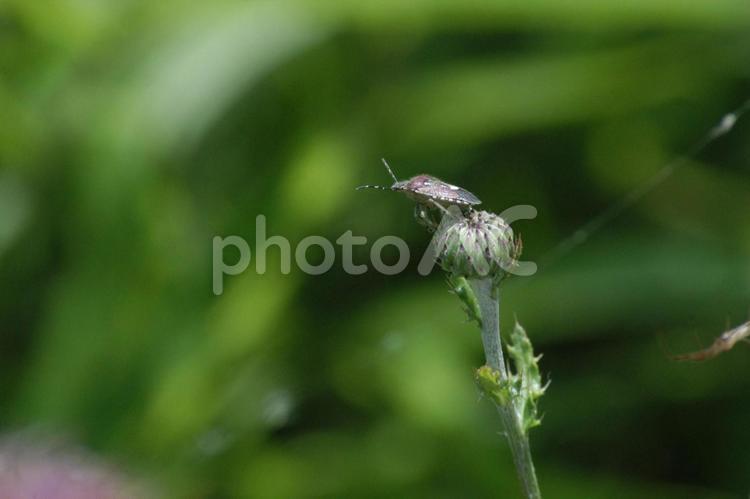 アザミの蕾にカメムシ 虫,カメムシ,蕾の写真素材