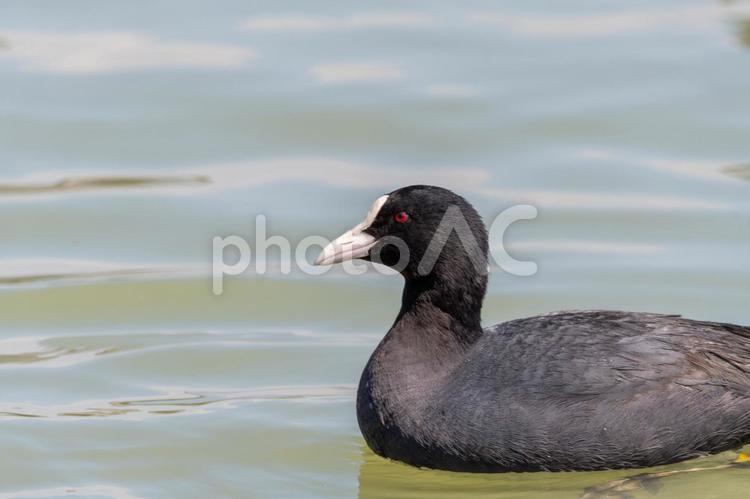 水面を漂うオオバンの横顔 オオバン,鳥,野鳥の写真素材