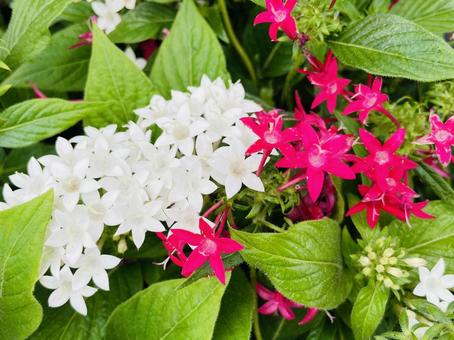 Pentas Red and White, JPG Pentas Red and White, JPG
