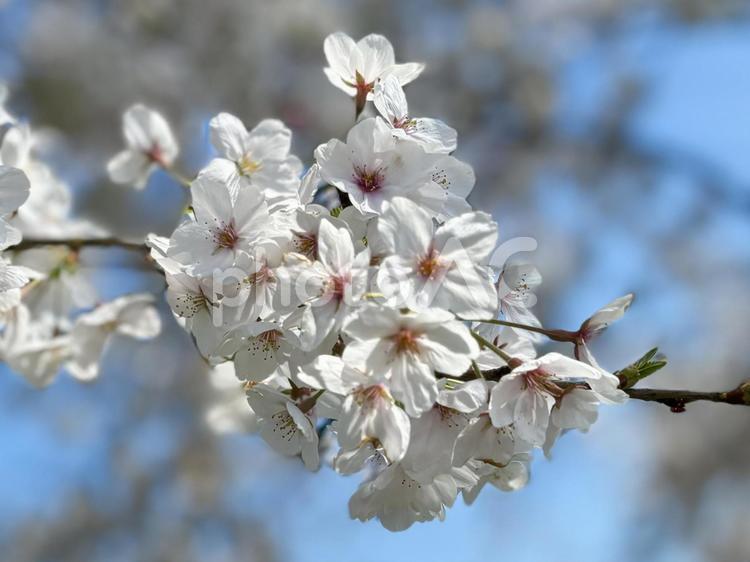 桜と青空 桜,さくら,サクラの写真素材