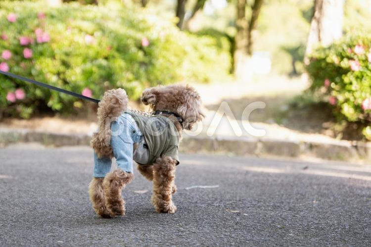 春の公園で散歩するトイプードル トイプードル,トイプー,春の写真素材