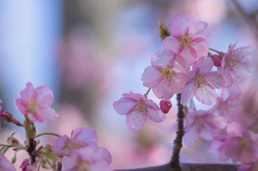 権現堂の河津桜 権現堂の河津桜 さくら,河津桜,ピンクの写真素材
