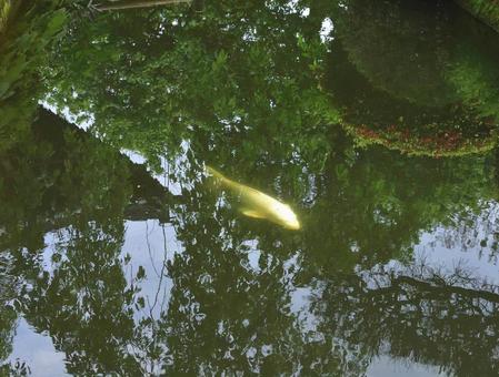 Photo, a temple, carp, pool, 