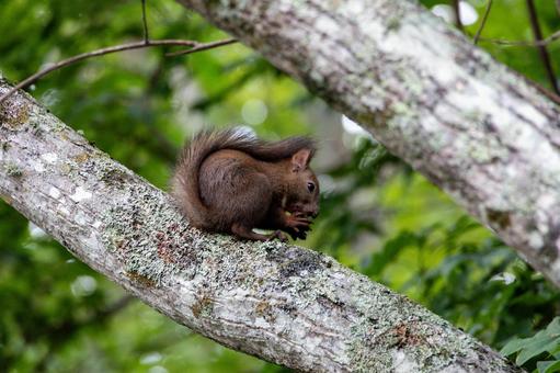 枝に座ってクルミを食べるエゾリス 枝に座ってクルミを食べるエゾリス エゾリス,クルミ,食べている姿の写真素材