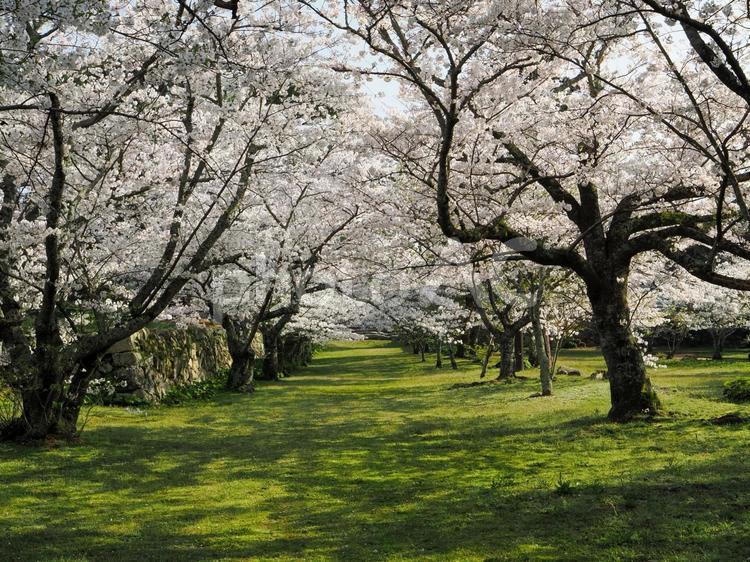 桜の木のある風景 さくら,桜,サクラの写真素材