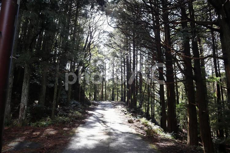 こもれ陽感じる緑の樹々の森と山道の風景 こもれ陽,感じる,緑の写真素材