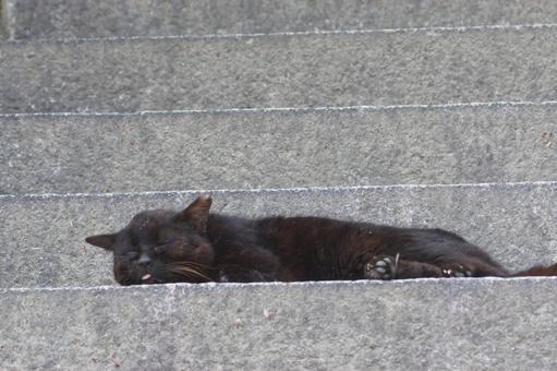 ねこ にゃんこ,可愛い,野良猫の写真素材