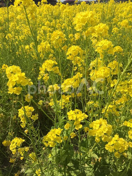 菜の花畑 菜の花,花,花畑の写真素材