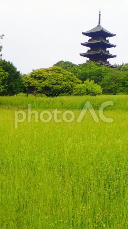 田舎の風景岡山県  田んぼ,岡山県,国分寺の写真素材