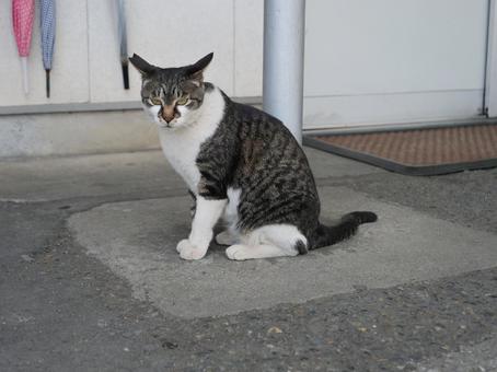 高千穂 地域猫 高千穂 地域猫 野良猫,地域猫,猫の写真素材