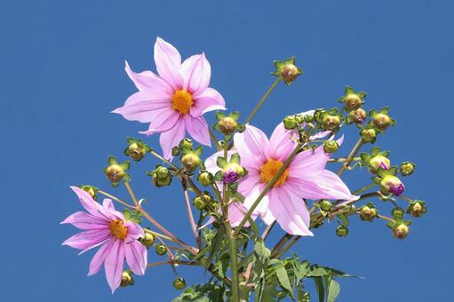 皇帝ダリヤ 植物,花,皇帝ダリヤの写真素材