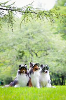 シェルティ 風景,シェルティ,ペットの写真素材