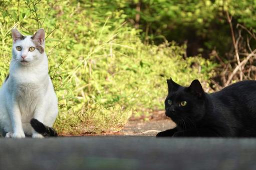 猫じゃらしを見つめるネコ達 猫じゃらしを見つめるネコ達 ネコ,保護猫,ニャンコの写真素材