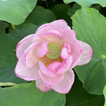 花★蓮(ハス)の花 ピンク 花★蓮(ハス)の花 ピンクの写真