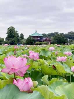 ハス ハス ハス,蓮,花びらの写真素材