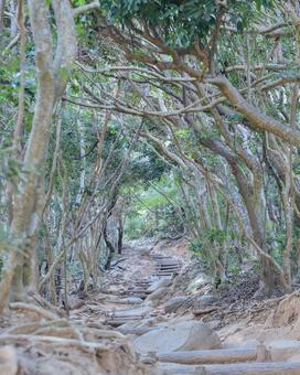 風の通り道 森,木,山の写真素材