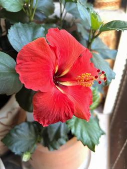 ハイビスカス 花,植物,自然の写真素材