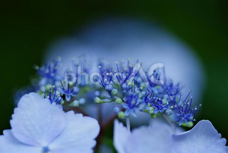 アジサイ　紫色の花 アジサイ,紫陽花,梅雨に咲くの写真素材