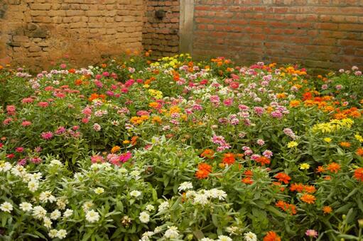 ヒャクニチソウの花畑　ネパール ヒャクニチソウ,ガーデニング,公園の写真素材