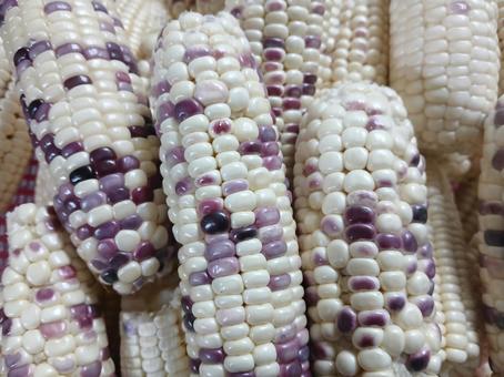 Corn Chaluoksusu Colorful, JPG