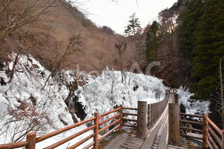 埼玉県・秩父の絶景、三十槌の氷柱と吊り橋 秩父,三十槌の氷柱,氷柱の写真素材