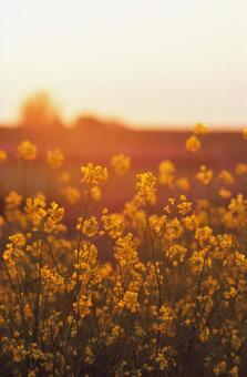 夕日に照らされる菜の花の写真