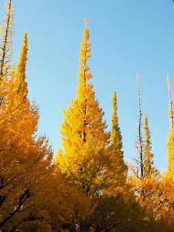 明治神宮外苑イチョウ並木 明治神宮,外苑,イチョウの写真素材