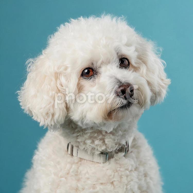 愛くるしい犬のクローズアップ 犬,子犬,小型犬の写真素材