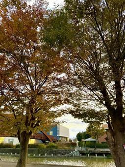 風景 景色,風景,木々の写真素材