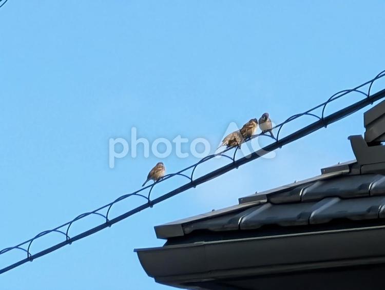 電線に留まるスズメたち スズメ,4羽,野鳥の写真素材