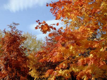 Autumn leaves, autumn, leaf, maple, JPG