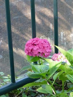 街中の花壇に咲いたピンク色のアジサイ 街中の花壇に咲いたピンク色のアジサイの写真