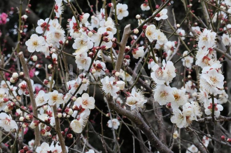 花を見ること(梅の花） 梅,冬,早春の写真素材