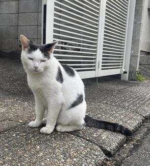 猫 猫の写真
