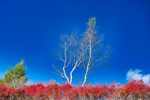 白樺の白と紅葉の赤 風景,青空,晴れの写真素材