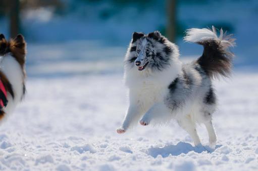 シェルティ 犬,シェルティ,冬の写真素材