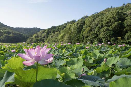 蓮の花 蓮の花の写真