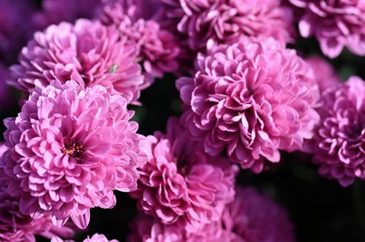 クローズアップの赤紫の玉菊の写真