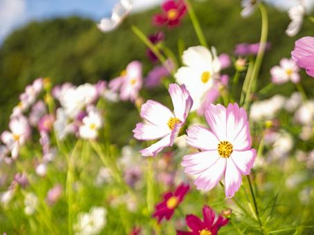 秋風に揺れるコスモスの彩り コスモス,秋,花畑の写真素材