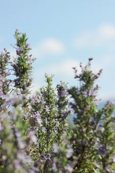 ラベンダー 自然,春,3月の写真素材