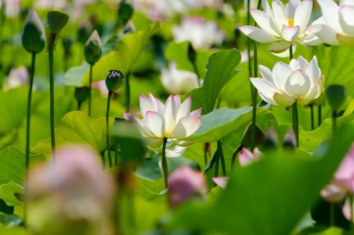 緑に囲まれて咲く蓮の花たち 緑に囲まれて咲く蓮の花たちの写真