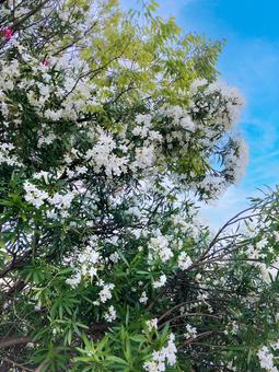 White oleander, JPG
