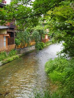 京都の川 京都の川 祇園白川,京都,川の写真素材