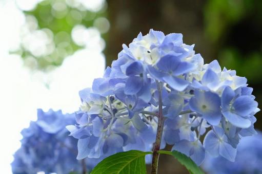 晴れた日の紫陽花の写真