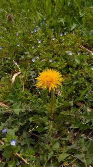 Photo, spring, dandelion, natural, 
