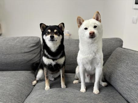 白黒いぬ 白黒いぬ 犬,柴犬,白柴の写真素材